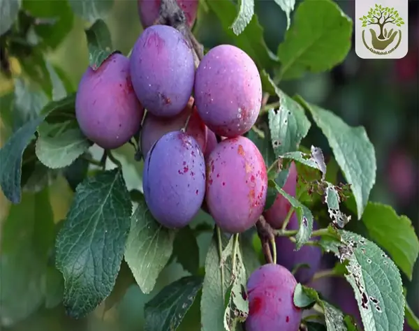 عکس از آلو سیاه