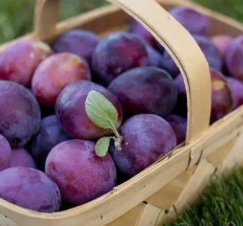 عکس از آلو سیاه