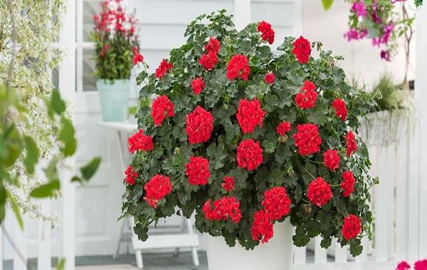 عکس گل حسن یوسف عطری