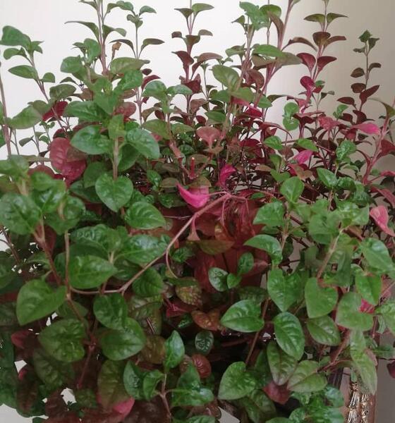 عکس گل حسن یوسف عطری