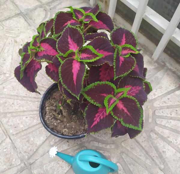 عکس گل حسن یوسف عطری
