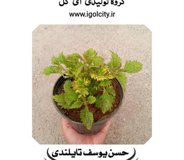 عکس گل حسن یوسف عطری