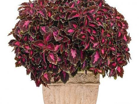 عکس گل حسن یوسف عطری