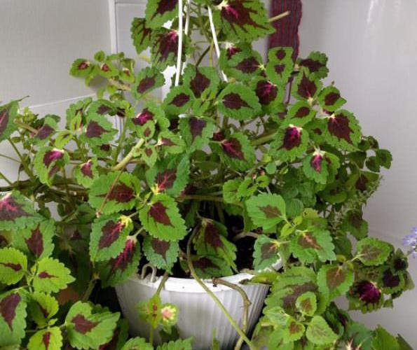 عکس گل حسن یوسف عطری