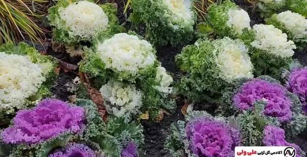 عکس گل کلم زینتی