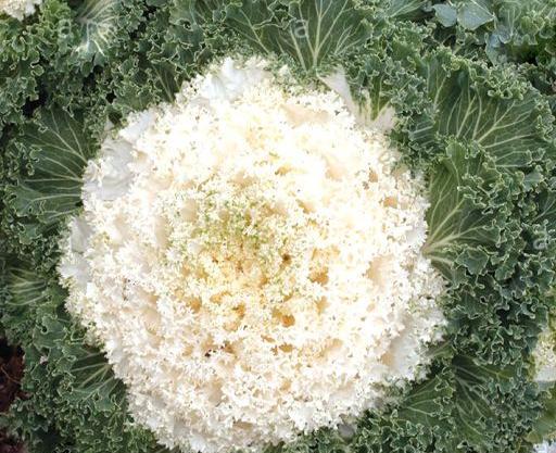 عکس گل کلم زینتی