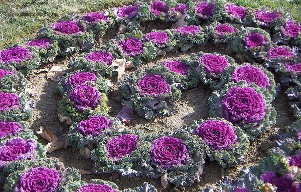عکس گل کلم زینتی