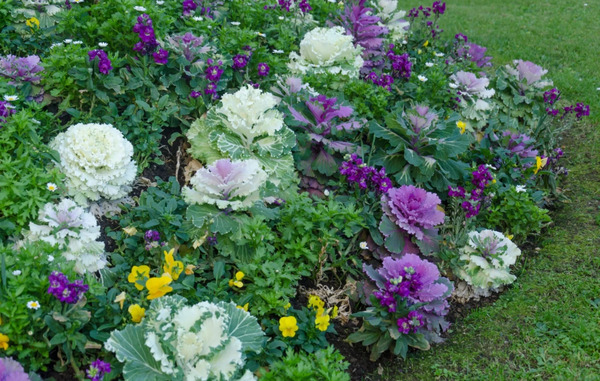 عکس گل کلم زینتی