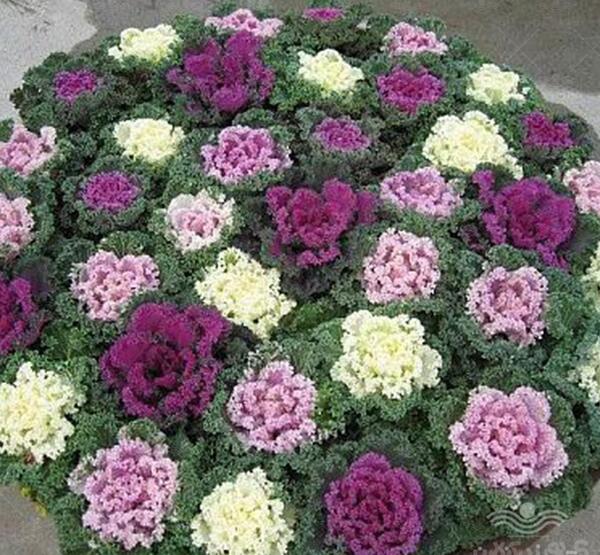 عکس گل کلم زینتی