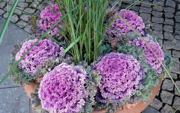 عکس گل کلم زینتی