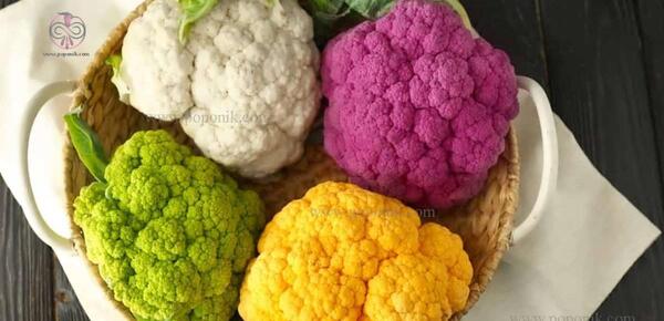عکس گل کلم زینتی