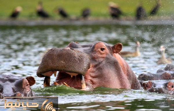 عکس اسب آبی زشت