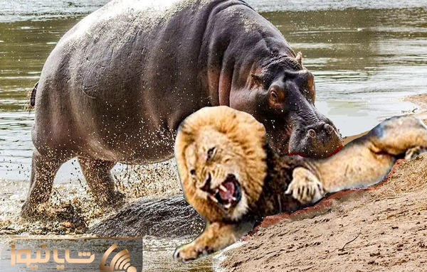 عکس اسب آبی زشت