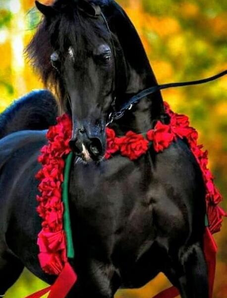 عکس خوشگل ترین اسب ها