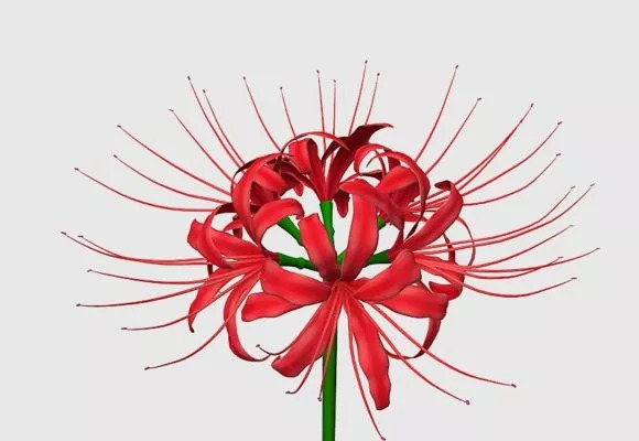 عکس گل زنبق عنکبوتی قرمز