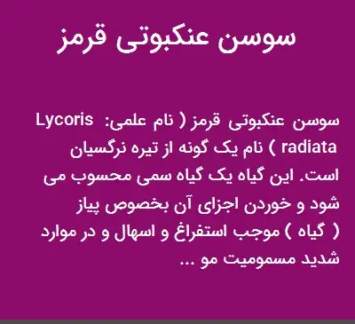 عکس گل زنبق عنکبوتی قرمز
