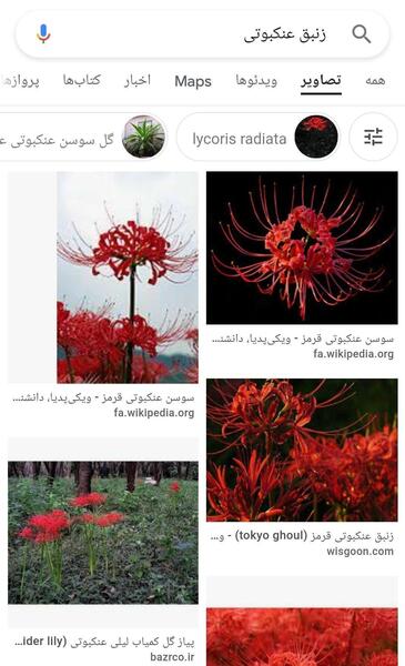 عکس گل زنبق عنکبوتی قرمز