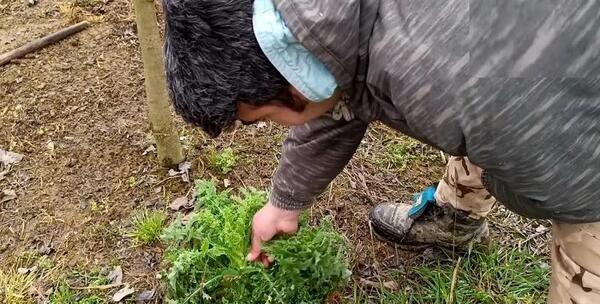 دانلود عکس گل خشخاش تریاک