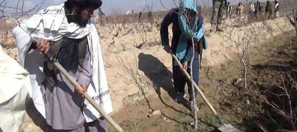 دانلود عکس گل خشخاش تریاک