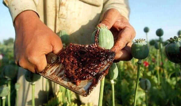 دانلود عکس گل خشخاش تریاک