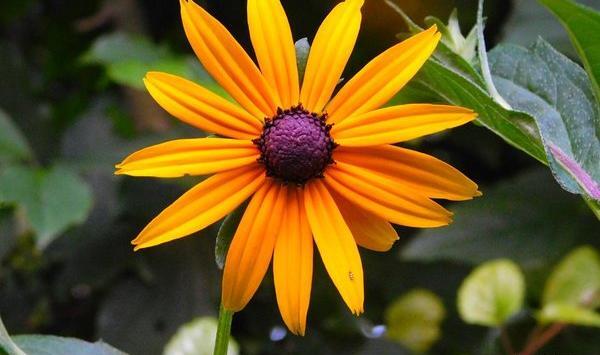 عکس گل زرد کوهی