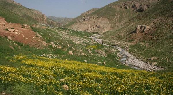 عکس گل زرد کوهی