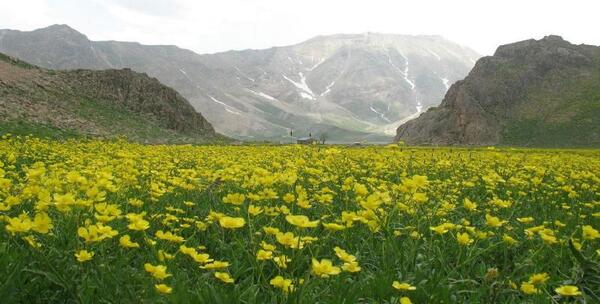 عکس گل زرد کوهی