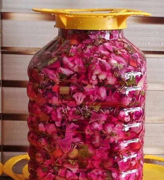 عکس گل کلم بنفش