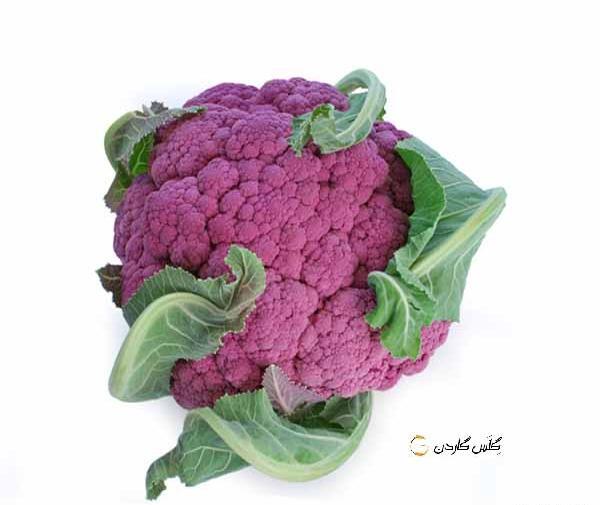 عکس گل کلم بنفش