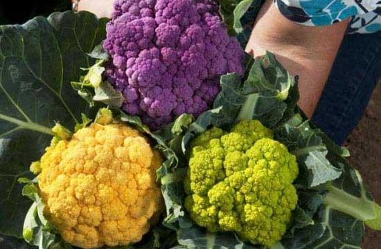 عکس گل کلم بنفش