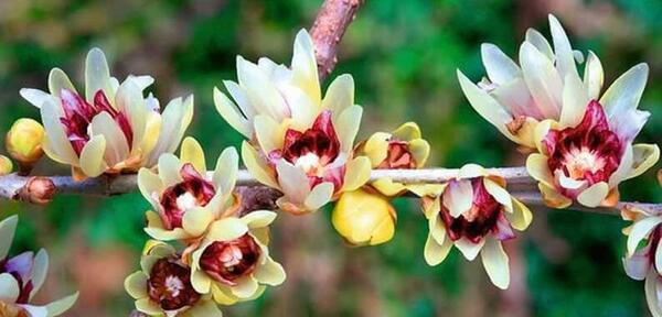 عکس گل های یخی
