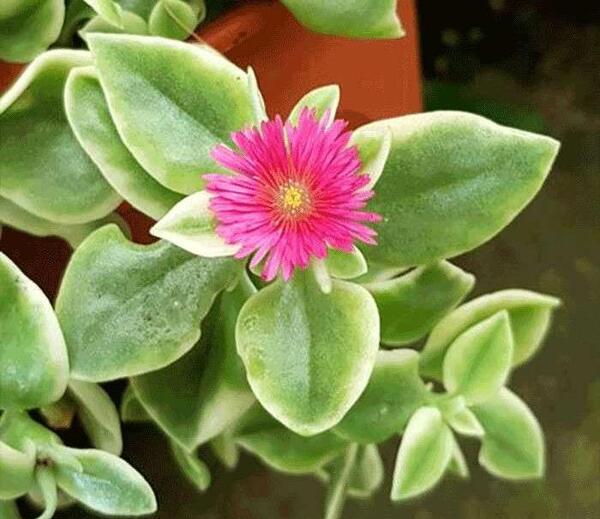 عکس گل های یخی