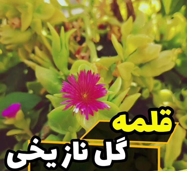 عکس گل های یخی