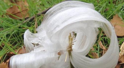 عکس گل های یخی