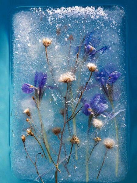 عکس گل های یخی