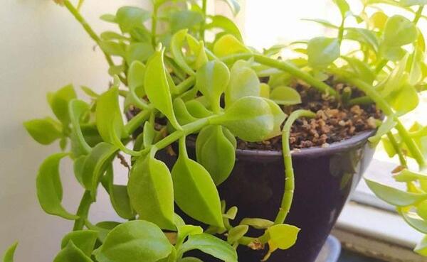 عکس گل های یخی
