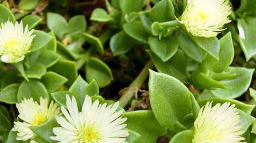 عکس گل های یخی