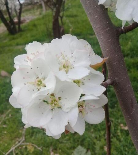 عکس هایی از طبیعت زیبای کرمانشاه