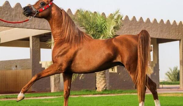 عکس زیباترین اسب سفید جهان