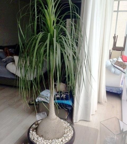 عکس گل لیندای بزرگ