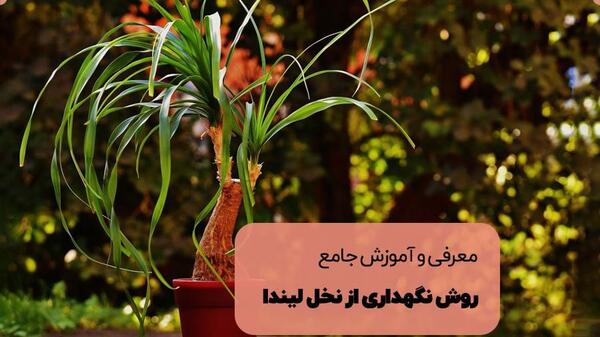 عکس گل لیندای بزرگ