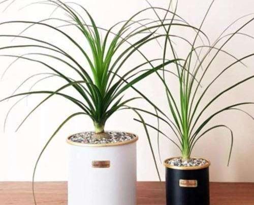عکس گل لیندای بزرگ
