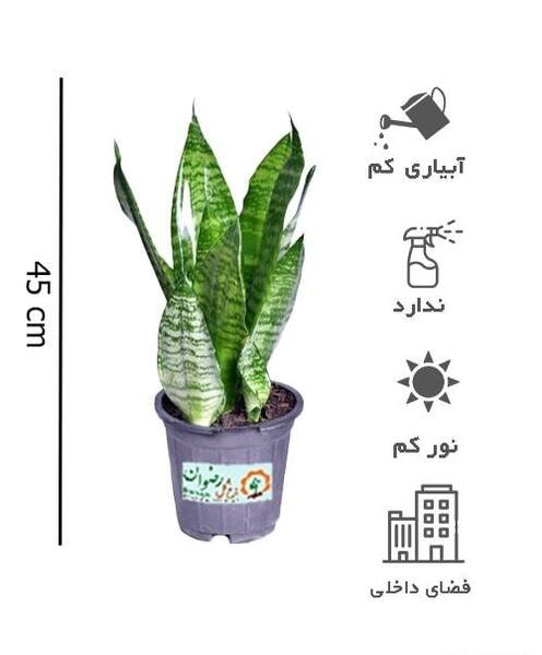 عکس گل لیندای بزرگ