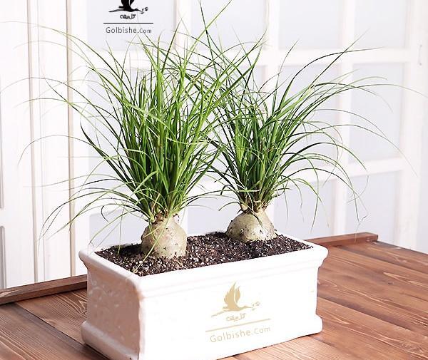 عکس گل لیندای بزرگ