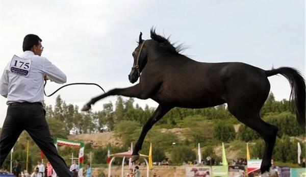 عکس اسب سواری زیبا