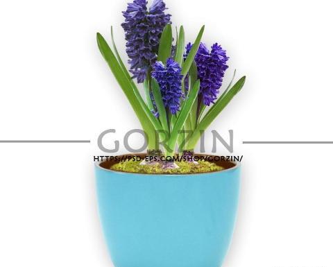 عکس گل سنبل نقاشی