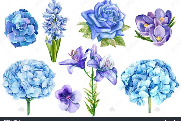 عکس گل سنبل نقاشی