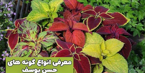 عکس گل حسن یوسف ایرانی