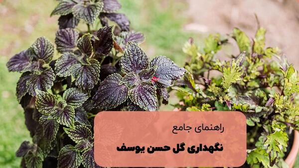 عکس گل حسن یوسف ایرانی