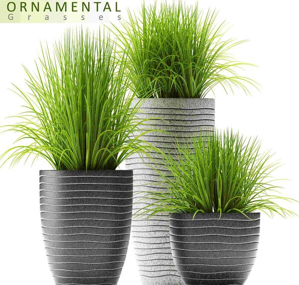 عکس انواع گل گندمی
